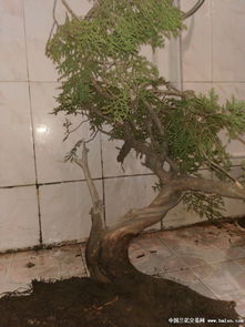 崖柏22 阳台精品舍利桩