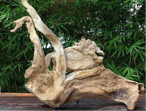 崖柏好料如今市场难求,教你如何快速淘到崖柏毛料