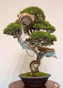 崖柏新玩法儿 千年之后,我欲重生