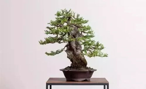 盆景也有专业术语,大家来看看