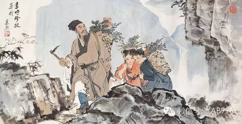 崖柏 千年“卧薪尝胆”，终成造福人间瑰宝