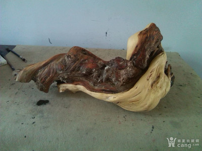 太行崖柏 悬崖峭壁上的生命传奇