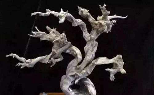 崖柏之珍 探寻精品一木难求的奥秘