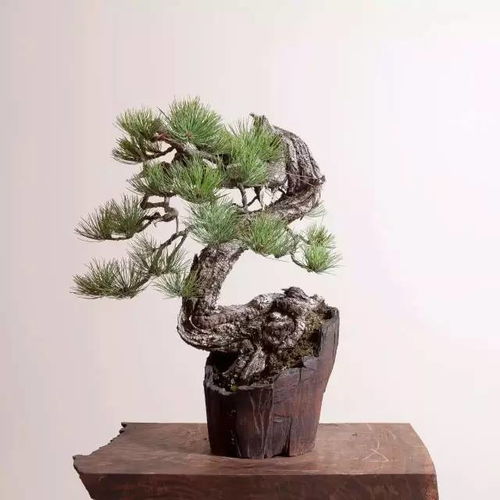 崖柏 悬崖上的生命奇迹