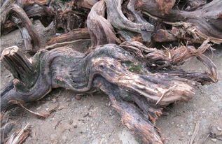 下山崖柏也分等级,帝王级崖柏动不动就五位数