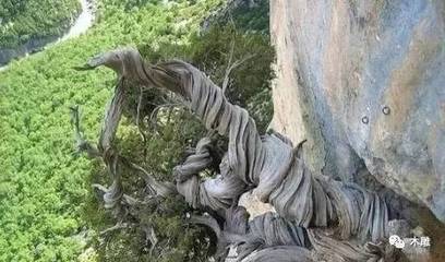 扭曲的崖柏,美到了天际~