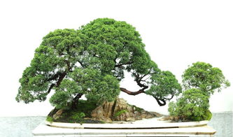 真柏 龙柏 圆柏 侧柏 崖柏 扁柏的区别辨识