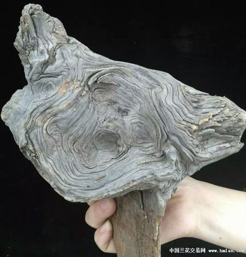 太行崖柏水泥皮陈化料云纹精品