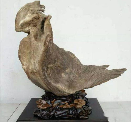 总价值几十个亿，这才是中国太行精品崖柏