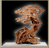 双十一特惠 亚博天工太行崖柏精品鉴赏