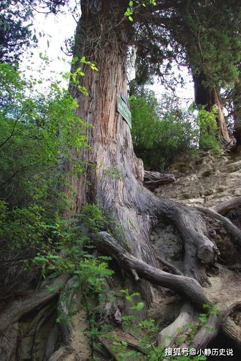 市场上用于高仿崖柏的四种木头，赶紧看看手中的根雕，你中招了吗？