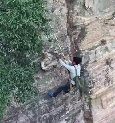 走近崖柏背后的历史 崖柏