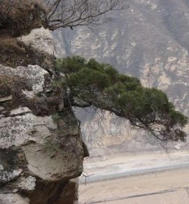 崖柏 绝壁上的生命史诗与自然瑰宝