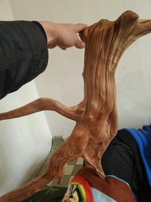 药香崖柏价值评估 品相、产地与市场行情综合分析